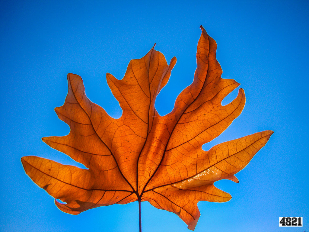leaf - The Compassion Network